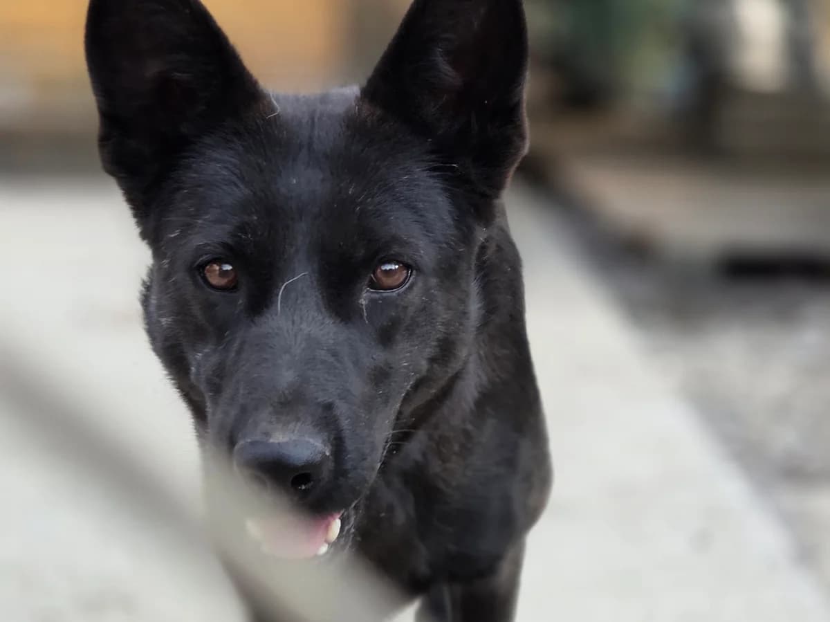 Tatiana, female young Mixed Breed for adoption at Claudias Herzenshunde, Germany