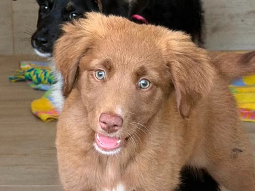 Tessa RESERVIERT, female puppy Mixed Breed for adoption at Claudias Herzenshunde, Germany