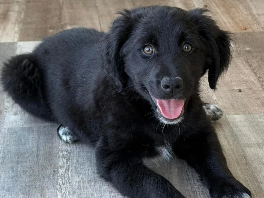 Torvi, female puppy Mixed Breed for adoption at Claudias Herzenshunde, Germany