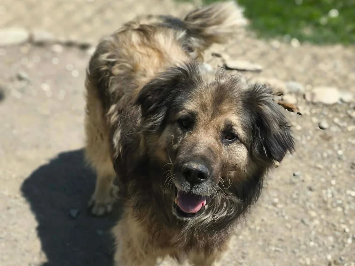 Trevor, male young Mixed Breed for adoption at Claudias Herzenshunde, Germany