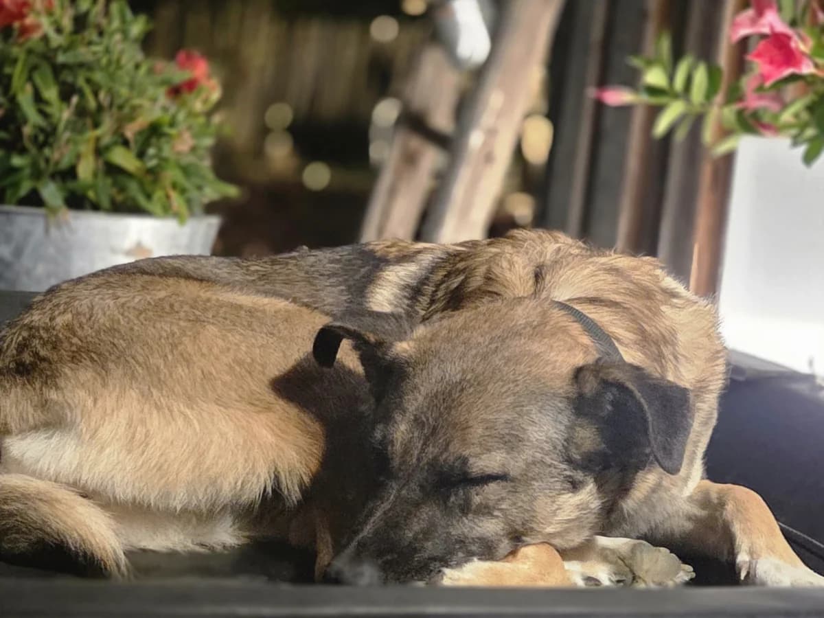 Ubena in 94078 Freyung, female young Mixed Breed for adoption at Claudias Herzenshunde, Germany