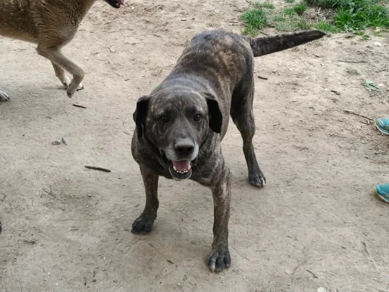 Ulli, male young Mixed Breed for adoption at Claudias Herzenshunde, Germany