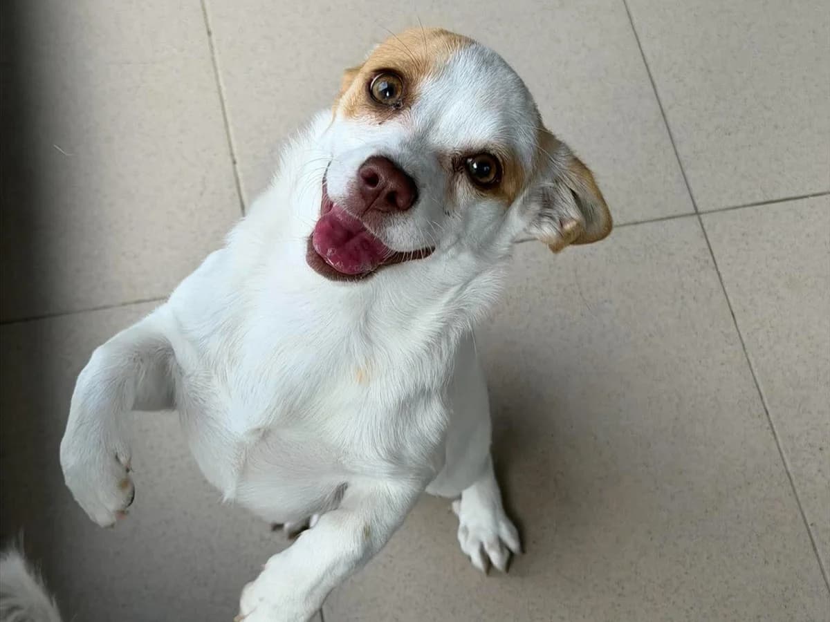 Unique, female puppy Mixed Breed for adoption at Claudias Herzenshunde, Germany