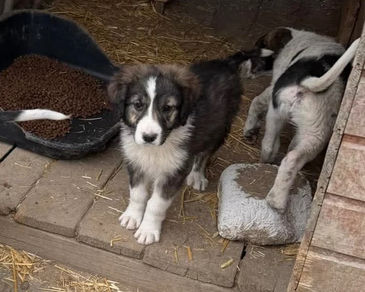Valeska, female puppy Mixed Breed for adoption at Claudias Herzenshunde, Germany