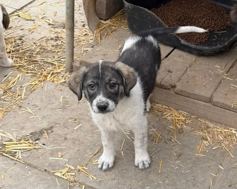 Velvet, female puppy Mixed Breed for adoption at Claudias Herzenshunde, Germany
