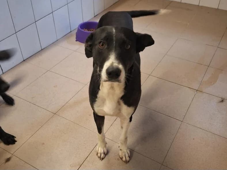 Vienna, female young Mixed Breed for adoption at Claudias Herzenshunde, Germany