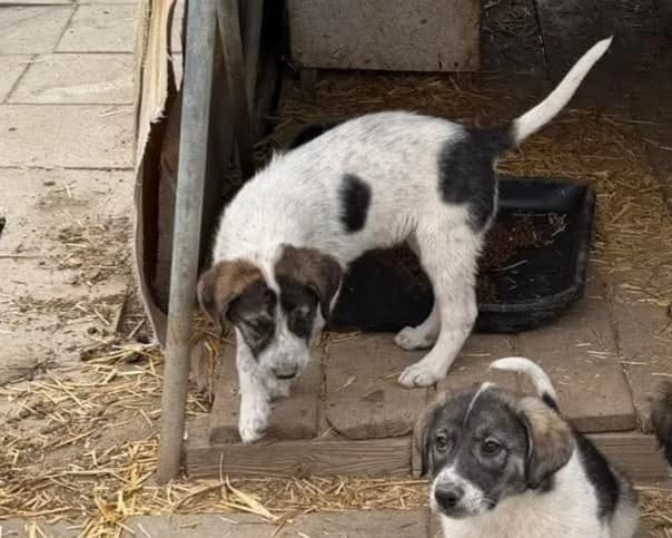 Viorica, female puppy Mixed Breed for adoption at Claudias Herzenshunde, Germany