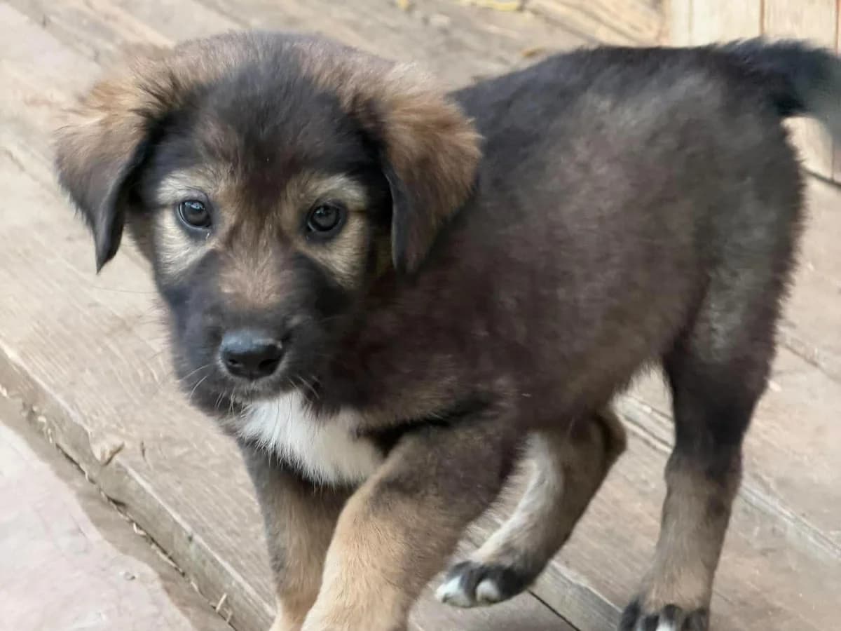 Wuschl, male puppy Mixed Breed for adoption at Claudias Herzenshunde, Germany