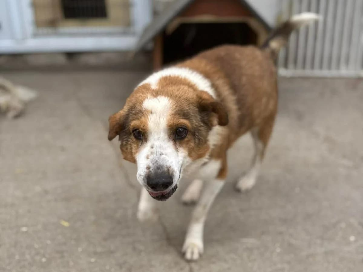 Xander, male young Mixed Breed for adoption at Claudias Herzenshunde, Germany