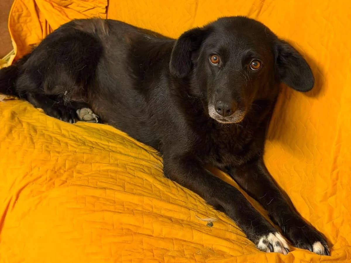 Zelma, female young Mixed Breed for adoption at Claudias Herzenshunde, Germany