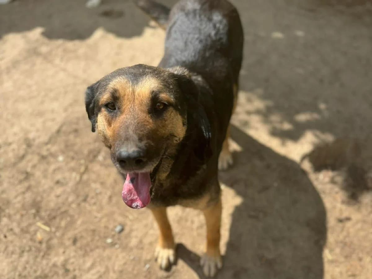 Ziska, female young mixed breed for adoption at Claudias Herzenshunde, Germany