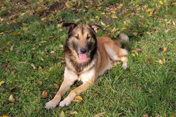 Alex, male 5yo Mixed Breed for adoption at Collies suchen ein Zuhause, Oldenburg