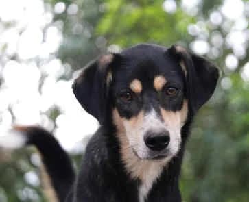 Aluna, female puppy Mixed Breed for adoption at Collies suchen ein Zuhause, Oldenburg