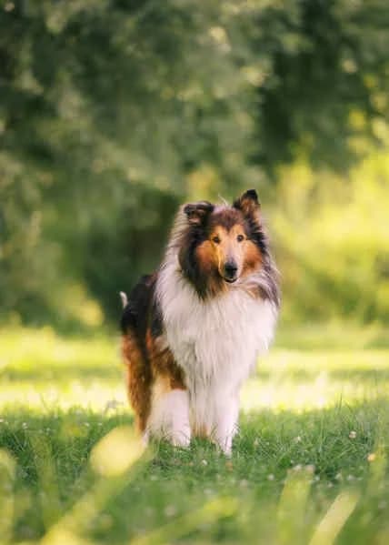 Amadeo, male 7yo Collie for adoption at Collies suchen ein Zuhause, Oldenburg