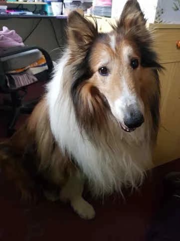 Astor, female senior Collie for adoption at Collies suchen ein Zuhause, Oldenburg