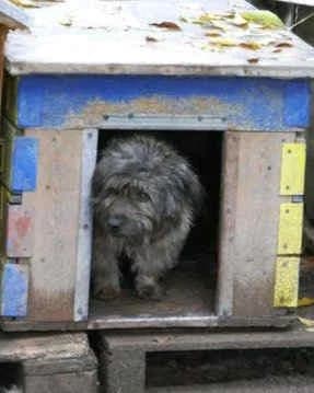 August, senior Mixed Breed for adoption at Collies suchen ein Zuhause, Oldenburg
