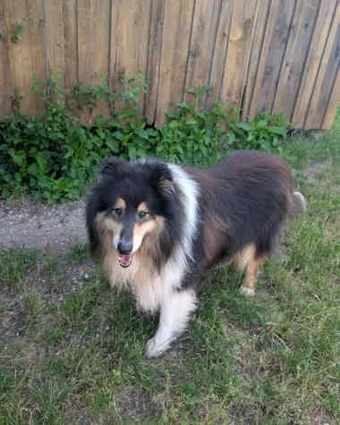 Balu, male Collie for adoption at Collies suchen ein Zuhause, Oldenburg