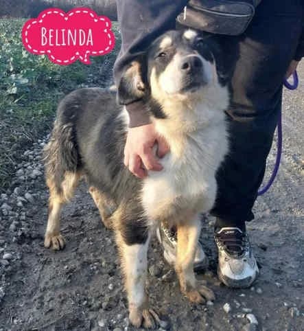 Belinda, female 5yo Collie for adoption at Collies suchen ein Zuhause, Oldenburg