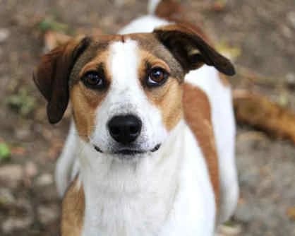 Calea, female 3yo Mixed Breed for adoption at Collies suchen ein Zuhause, Oldenburg