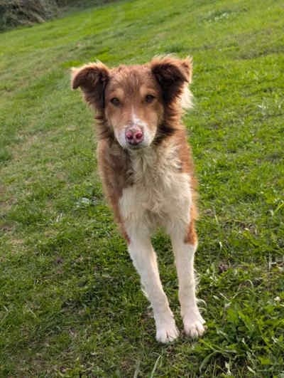Charlie, female 4yo Collie for adoption at Collies suchen ein Zuhause, Oldenburg