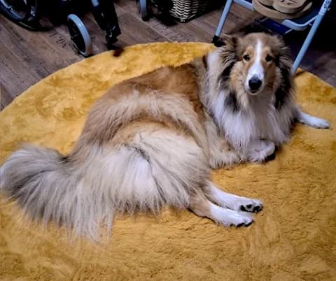 Dina, female 4yo Collie for adoption at Collies suchen ein Zuhause, Oldenburg