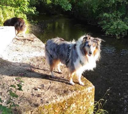 Gracy und Enny, female senior Collie for adoption at Collies suchen ein Zuhause, Oldenburg