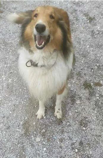 Hektor, male 4yo Collie for adoption at Collies suchen ein Zuhause, Oldenburg