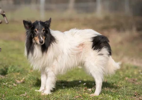 Feivel, male puppy Shetland Sheepdog for adoption at Collies suchen ein Zuhause, Oldenburg