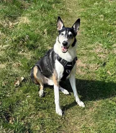 Joshi, female senior Collie for adoption at Collies suchen ein Zuhause, Oldenburg