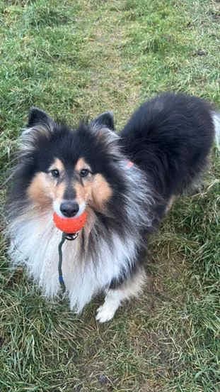 Josy, female 6yo Collie for adoption at Collies suchen ein Zuhause, Oldenburg