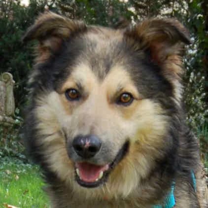 Jovi, male 3yo Collie for adoption at Collies suchen ein Zuhause, Oldenburg