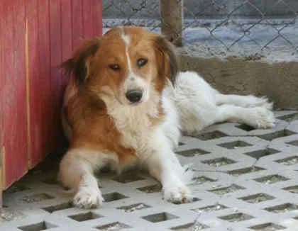 Kaela, female young Mixed Breed for adoption at Collies suchen ein Zuhause, Oldenburg
