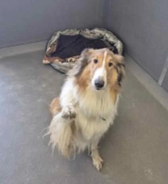 Kendy, weiss female 4yo Collie for adoption at Collies suchen ein Zuhause, Oldenburg