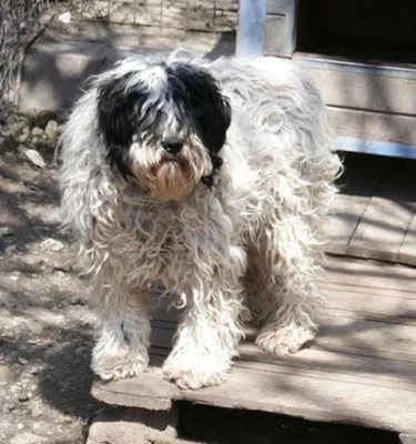 Keno, weiΓ male young Mixed Breed for adoption at Collies suchen ein Zuhause, Oldenburg