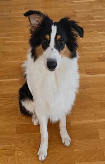 Luca, male puppy Collie for adoption at Collies suchen ein Zuhause, Oldenburg