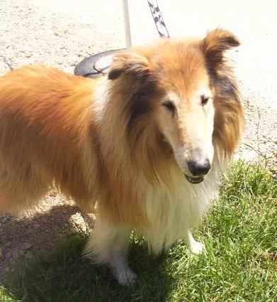 Lukas, male senior Collie for adoption at Collies suchen ein Zuhause, Oldenburg