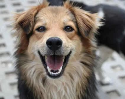 Marius, female young Mixed Breed for adoption at Collies suchen ein Zuhause, Oldenburg