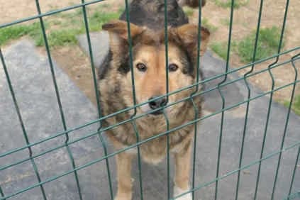 Mia, female 6yo Mixed Breed for adoption at Collies suchen ein Zuhause, Oldenburg