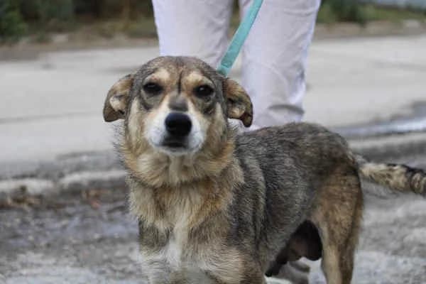 Mya, female young Mixed Breed for adoption at Collies suchen ein Zuhause, Oldenburg