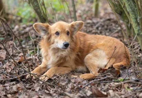 Naoki, male Collie for adoption at Collies suchen ein Zuhause, Oldenburg