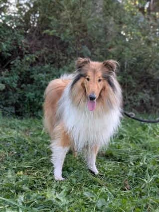 Neon, female 3yo Collie for adoption at Collies suchen ein Zuhause, Oldenburg