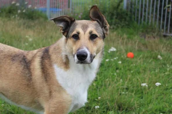 Selli, female 6yo Collie for adoption at Collies suchen ein Zuhause, Oldenburg