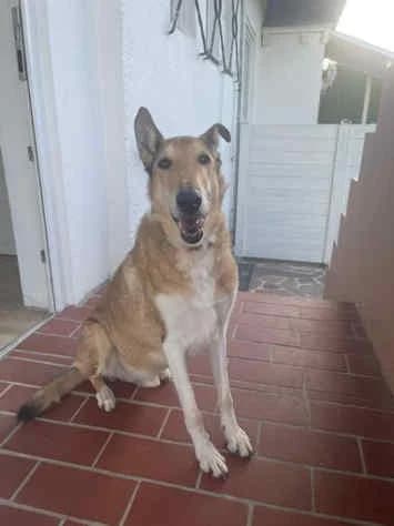 Sam, senior Collie for adoption at Collies suchen ein Zuhause, Oldenburg