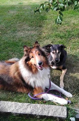 Socke, male senior Collie for adoption at Collies suchen ein Zuhause, Oldenburg
