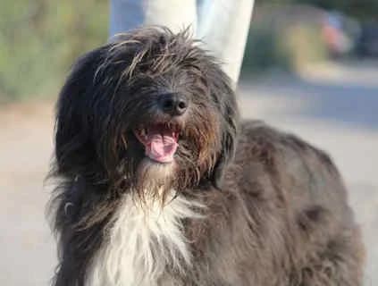 Tamea, female 4yo Collie for adoption at Collies suchen ein Zuhause, Oldenburg