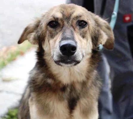 Tanya, female 3yo Mixed Breed for adoption at Collies suchen ein Zuhause, Oldenburg