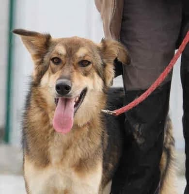 Tanya, female 3yo Mixed Breed for adoption at Collies suchen ein Zuhause, Oldenburg