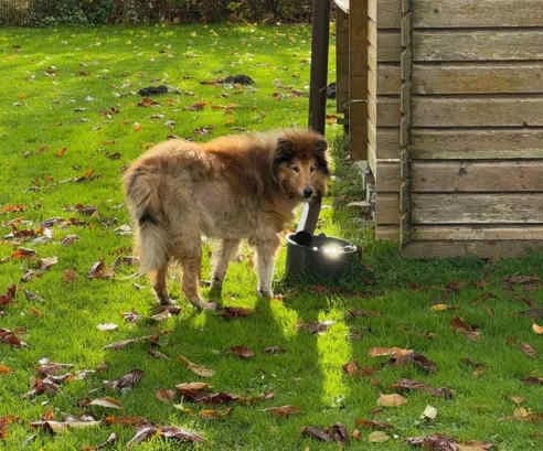Tom, male senior Collie for adoption at Collies suchen ein Zuhause, Oldenburg