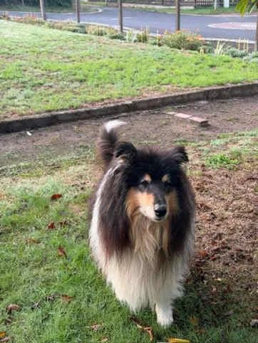 Troll, female senior Collie for adoption at Collies suchen ein Zuhause, Oldenburg