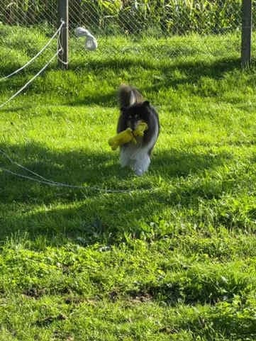 Troll, female senior Collie for adoption at Collies suchen ein Zuhause, Oldenburg